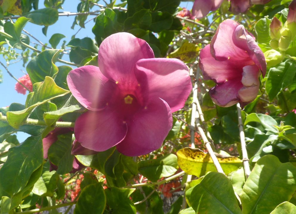 [Foto de planta, jardin, jardineria]