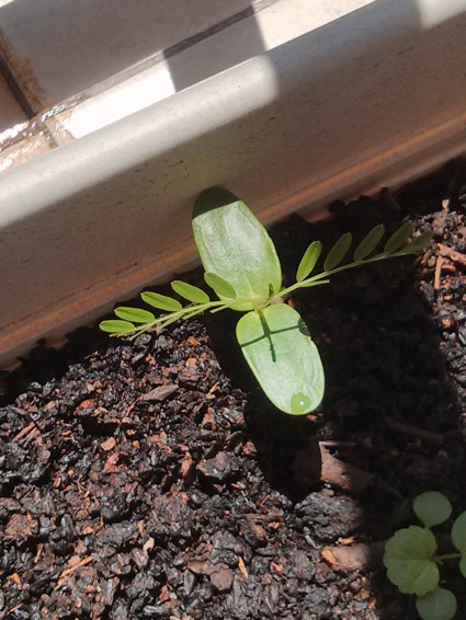 [Foto de planta, jardin, jardineria]