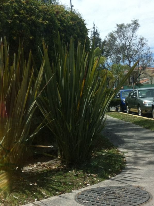 [Foto de planta, jardin, jardineria]