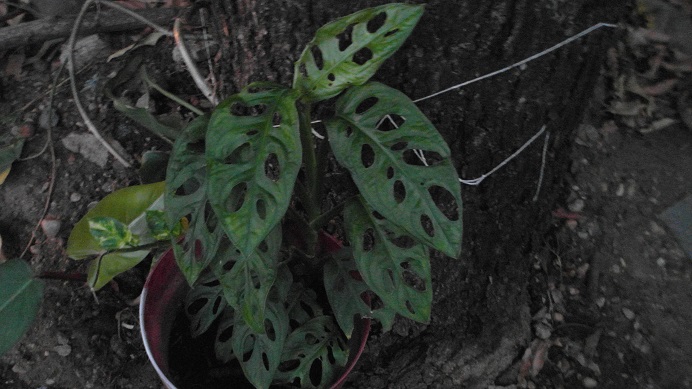 [Foto de planta, jardin, jardineria]