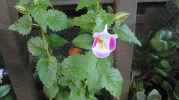 [Foto de planta, jardin, jardineria]