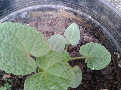 [Foto de planta, jardin, jardineria]