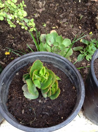 [Foto de planta, jardin, jardineria]