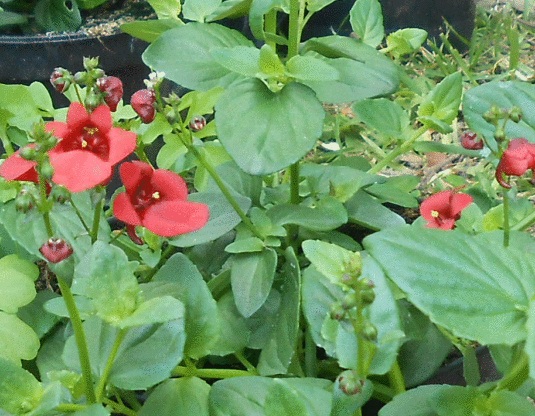 [Foto de planta, jardin, jardineria]