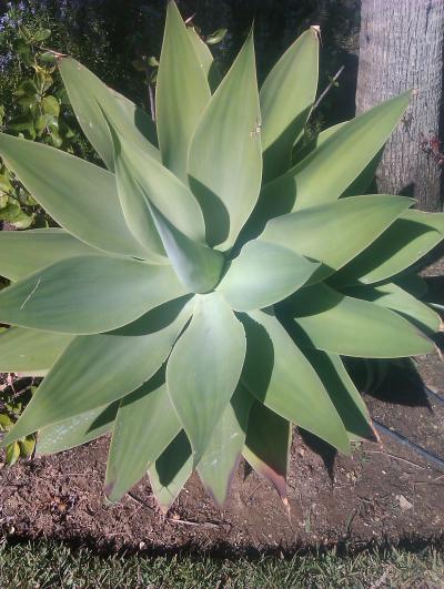 [Foto de planta, jardin, jardineria]