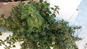 [Foto de planta, jardin, jardineria]