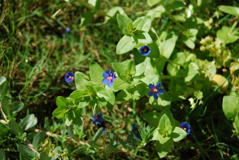 Flores azules