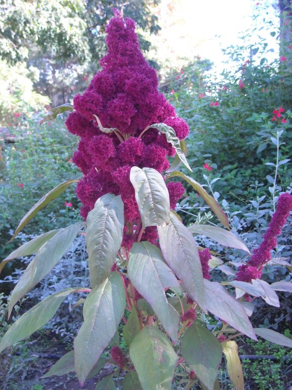 [Foto de planta, jardin, jardineria]