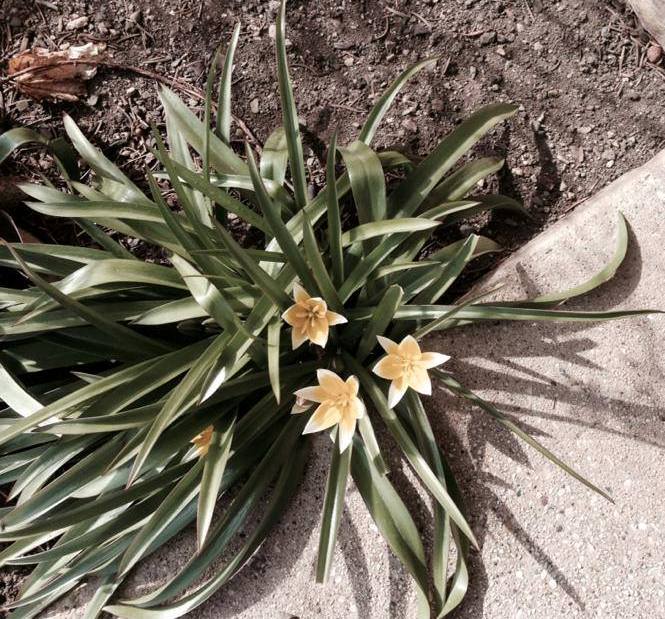 [Foto de planta, jardin, jardineria]