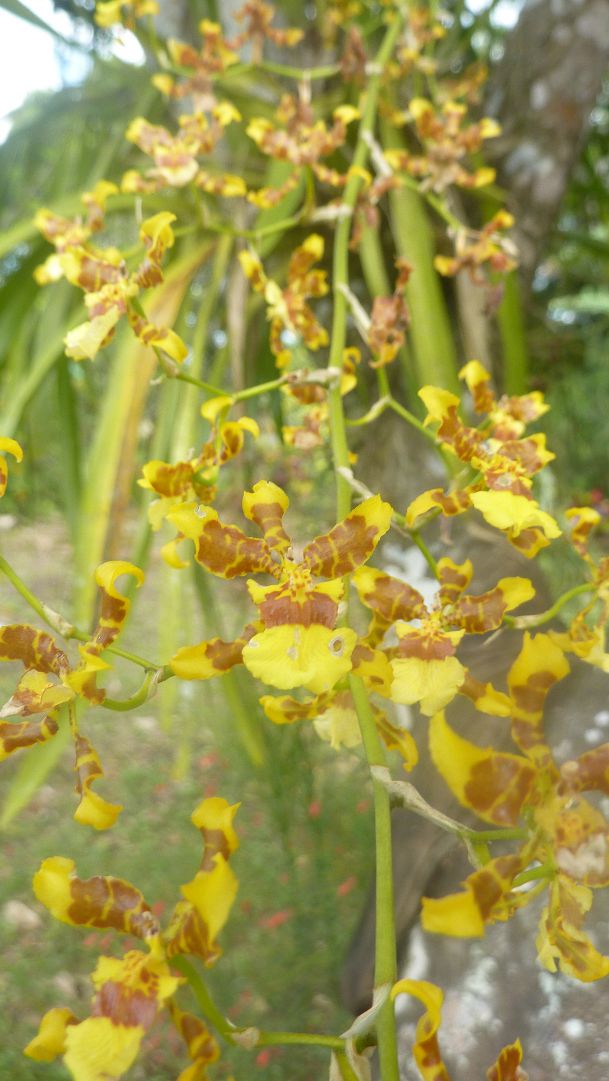 [Foto de planta, jardin, jardineria]