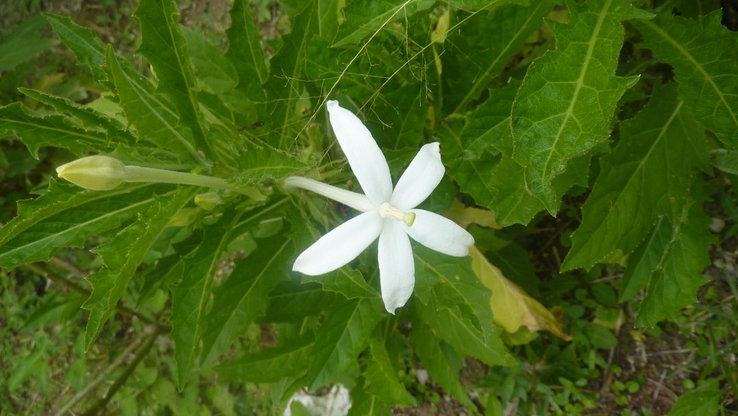 [Foto de planta, jardin, jardineria]