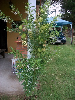 [Foto de planta, jardin, jardineria]