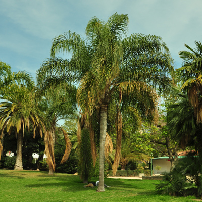 [Foto de planta, jardin, jardineria]