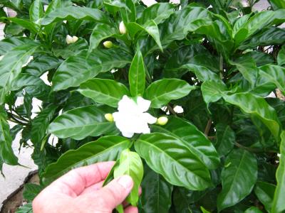 [Foto de planta, jardin, jardineria]