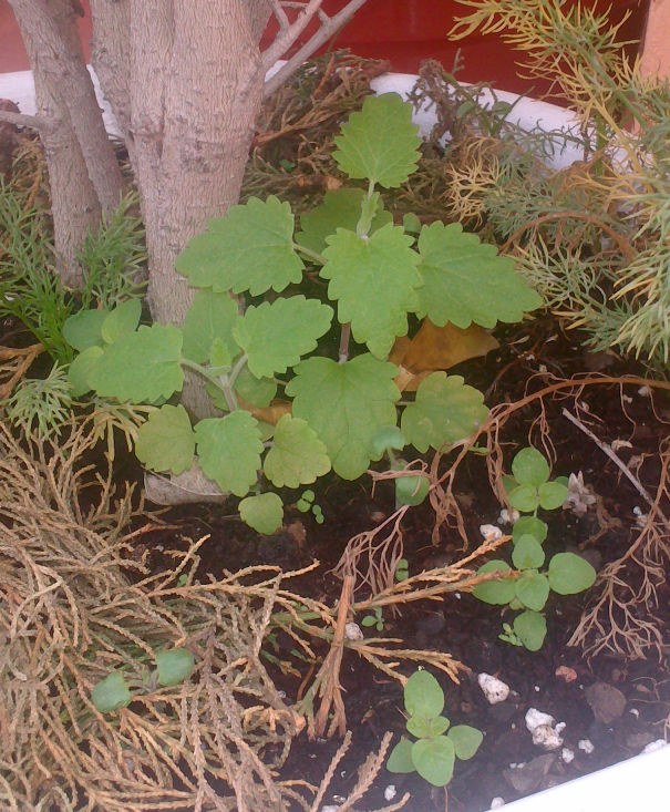 [Foto de planta, jardin, jardineria]