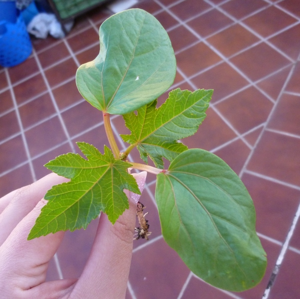 [Foto de planta, jardin, jardineria]