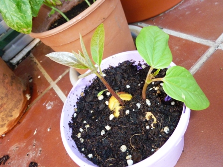 [Foto de planta, jardin, jardineria]