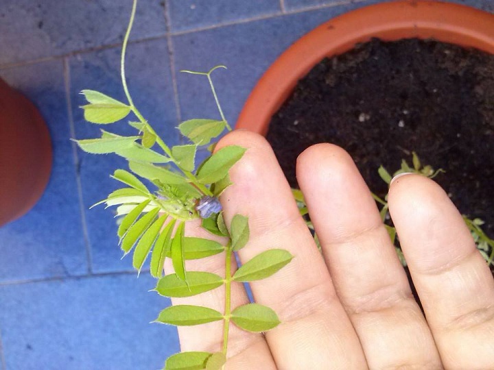 [Foto de planta, jardin, jardineria]