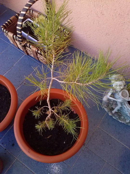 [Foto de planta, jardin, jardineria]