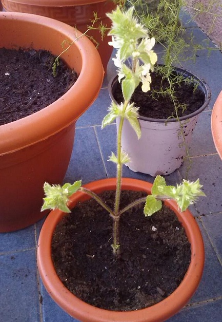 [Foto de planta, jardin, jardineria]