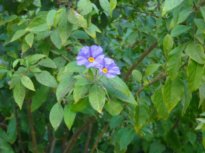 [Foto de planta, jardin, jardineria]