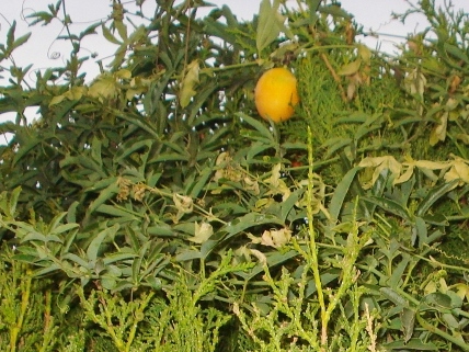 [Foto de planta, jardin, jardineria]