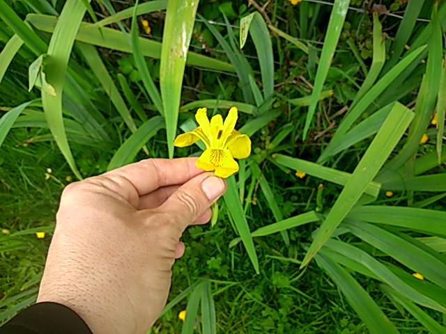 [Foto de planta, jardin, jardineria]