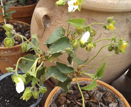 [Foto de planta, jardin, jardineria]