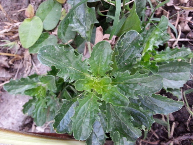 [Foto de planta, jardin, jardineria]