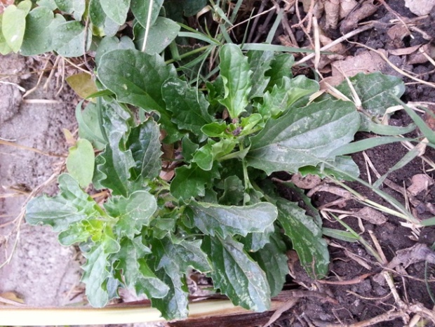 [Foto de planta, jardin, jardineria]