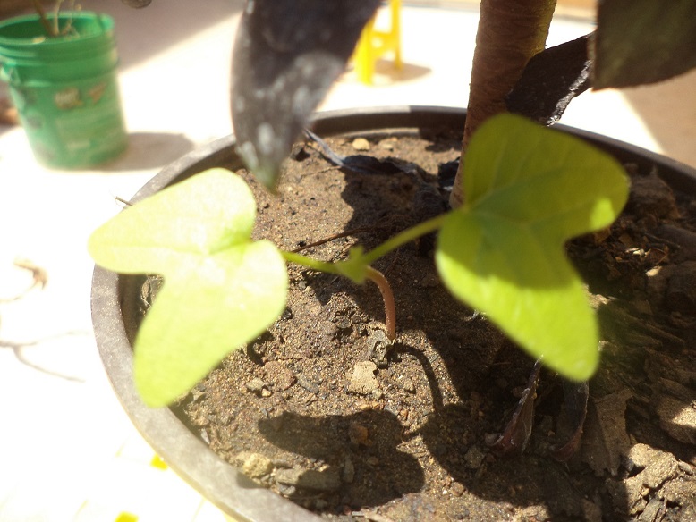 [Foto de planta, jardin, jardineria]