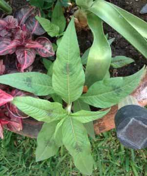 [Foto de planta, jardin, jardineria]