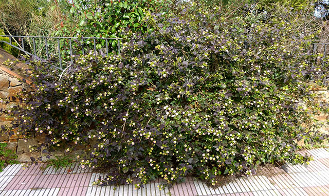 [Foto de planta, jardin, jardineria]
