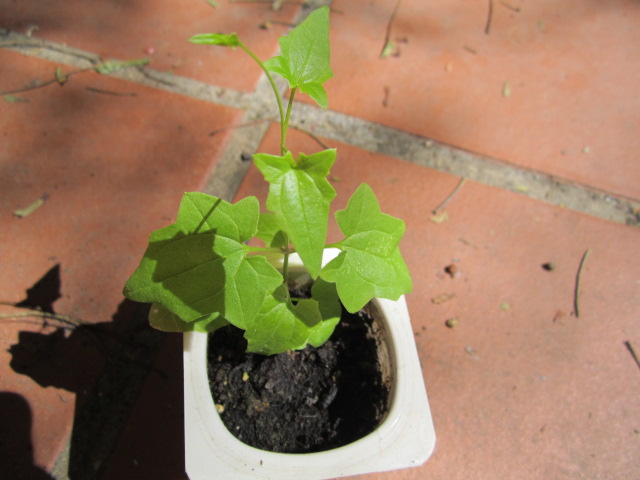 [Foto de planta, jardin, jardineria]