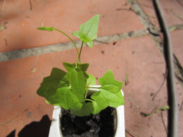 [Foto de planta, jardin, jardineria]