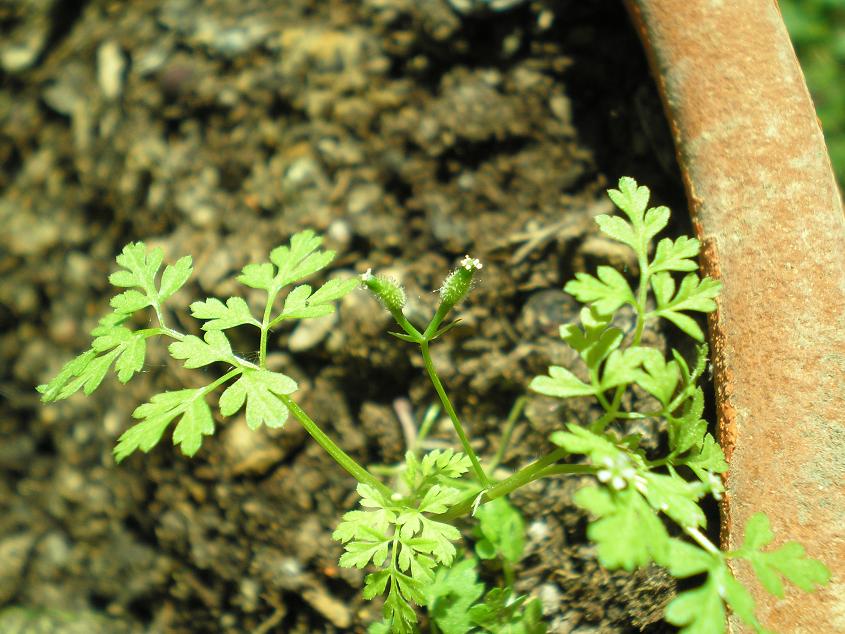 [Foto de planta, jardin, jardineria]