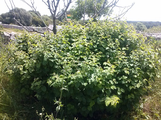 [Foto de planta, jardin, jardineria]