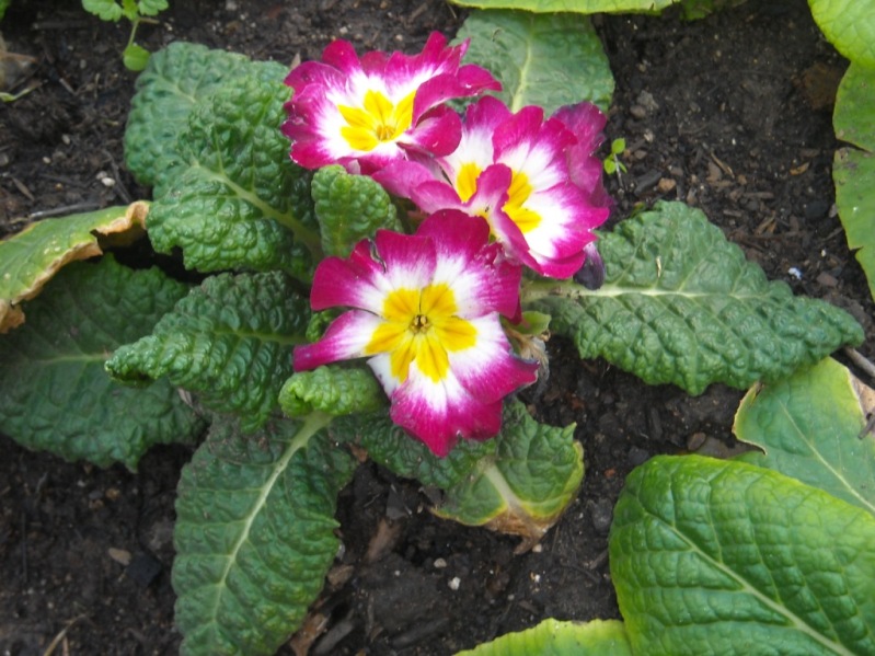 [Foto de planta, jardin, jardineria]