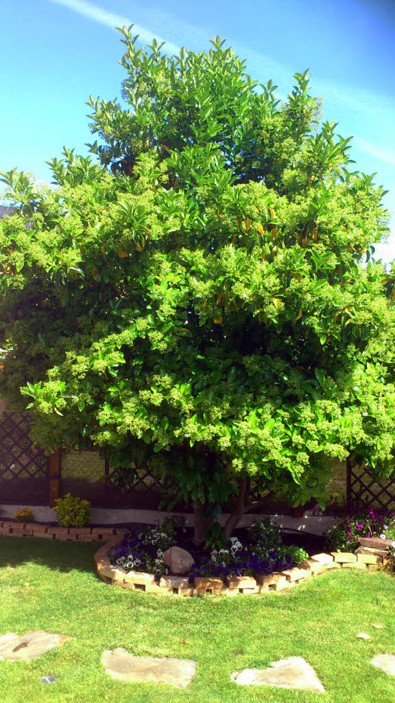 [Foto de planta, jardin, jardineria]