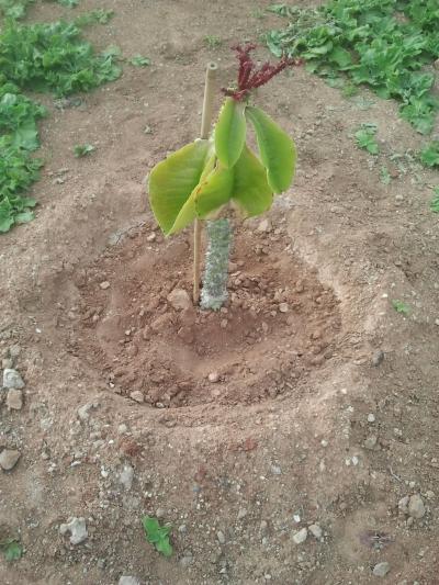 [Foto de planta, jardin, jardineria]