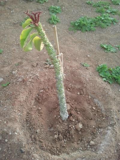 [Foto de planta, jardin, jardineria]