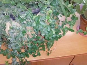 [Foto de planta, jardin, jardineria]