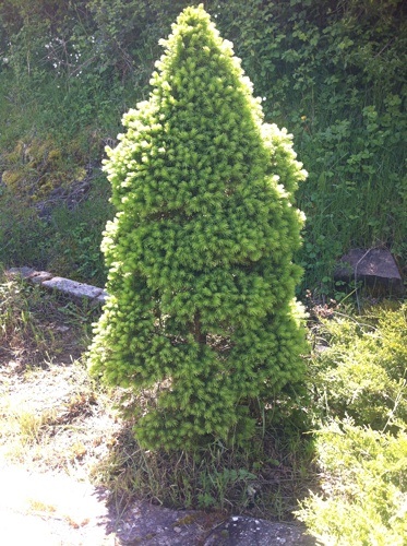 [Foto de planta, jardin, jardineria]