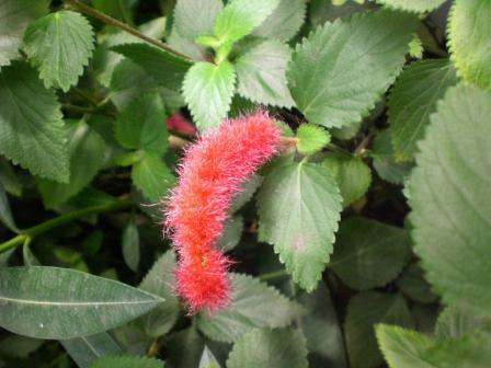 [Foto de planta, jardin, jardineria]