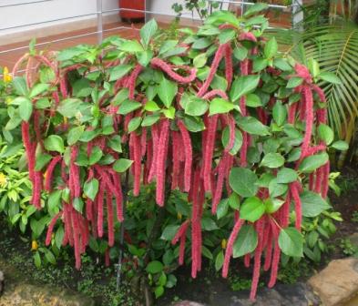 [Foto de planta, jardin, jardineria]