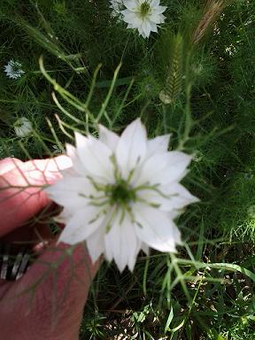 [Foto de planta, jardin, jardineria]