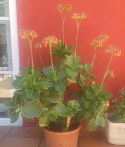 [Foto de planta, jardin, jardineria]