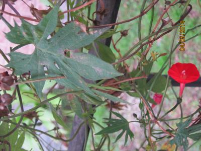 [Foto de planta, jardin, jardineria]