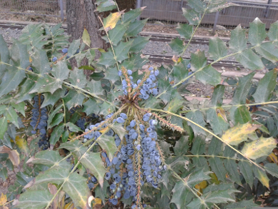 [Foto de planta, jardin, jardineria]