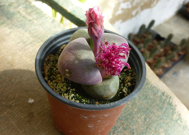 [Foto de planta, jardin, jardineria]